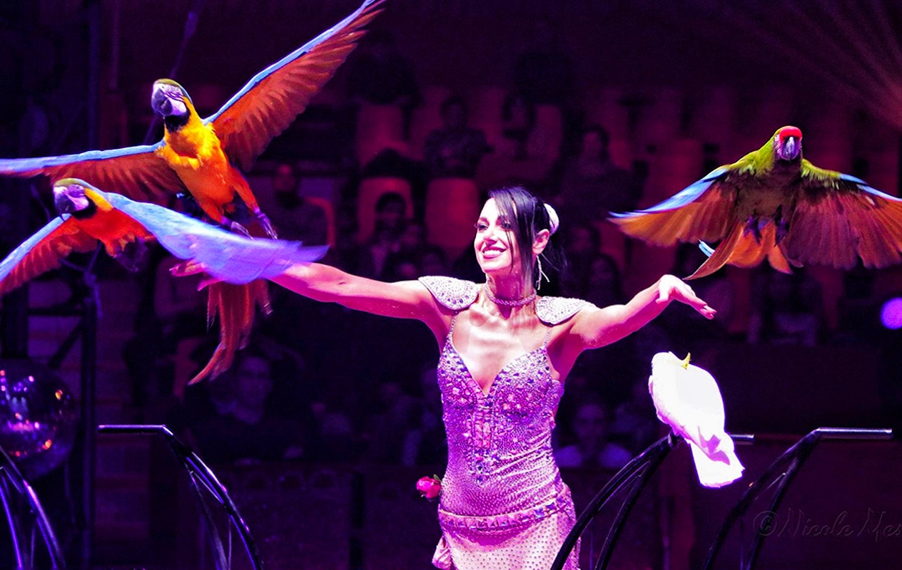 Geniet van een adembenemende voorstelling bij Kerstcircus Haarlem