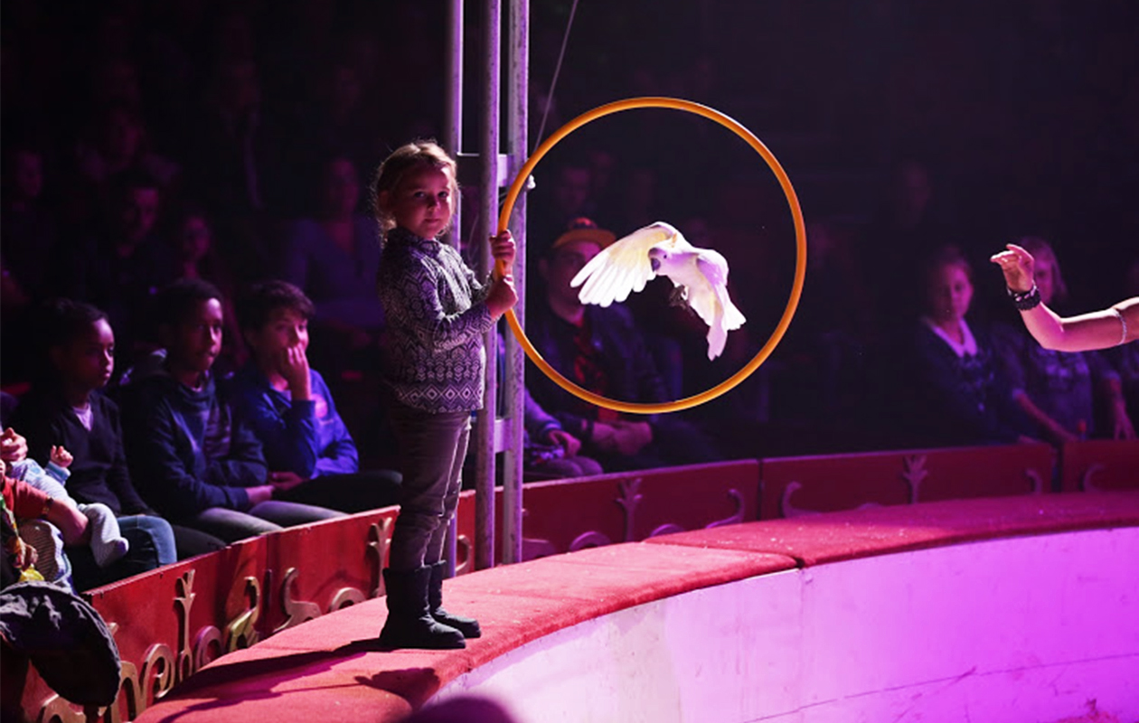 Geniet van een adembenemende voorstelling bij Kerstcircus Haarlem