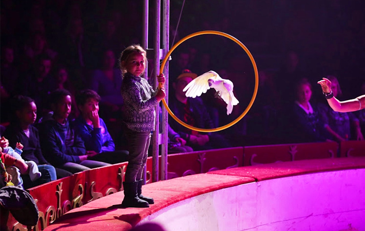 Geniet van een adembenemende voorstelling bij Kerstcircus Haarlem