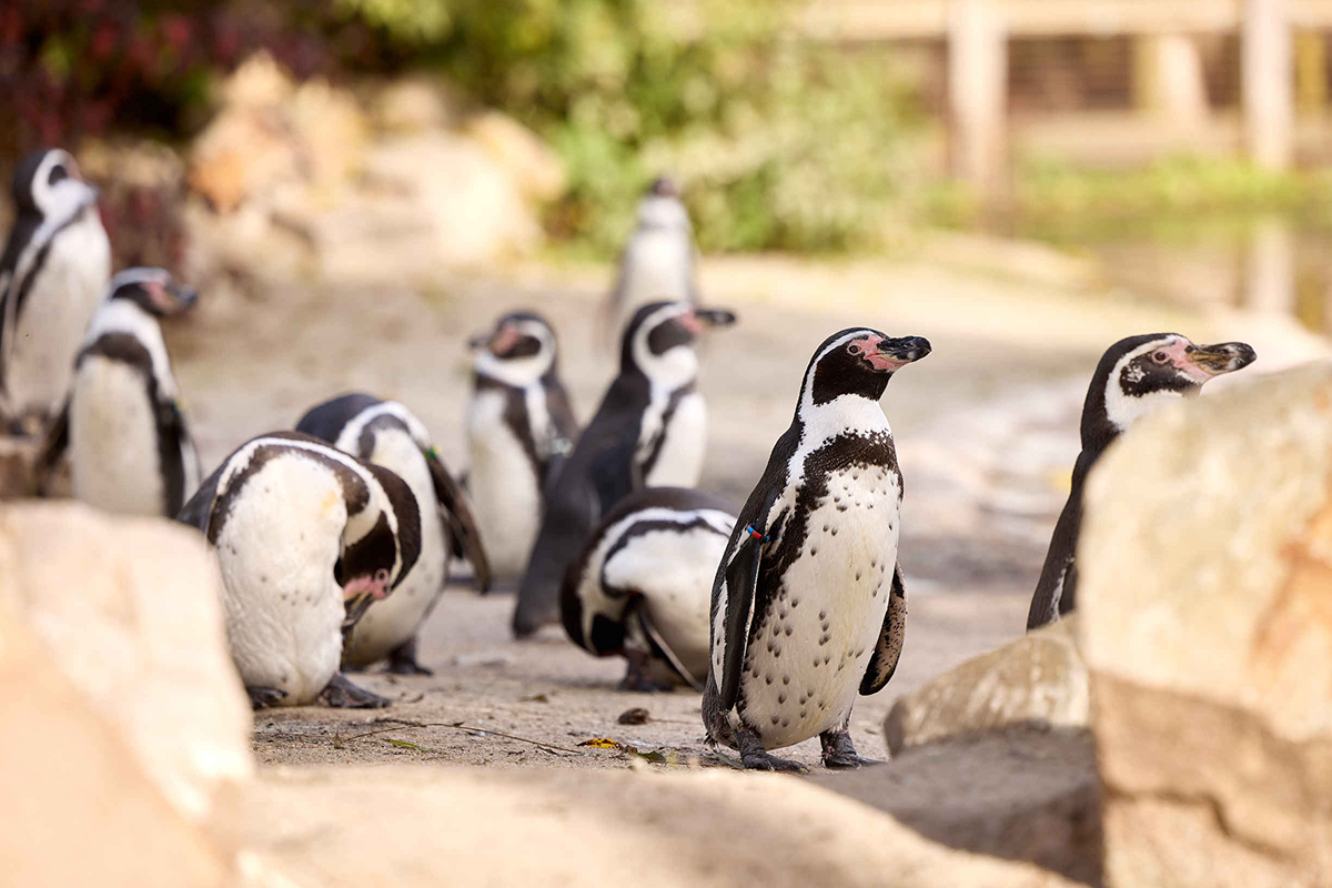Kinderticket Eindhoven Zoo