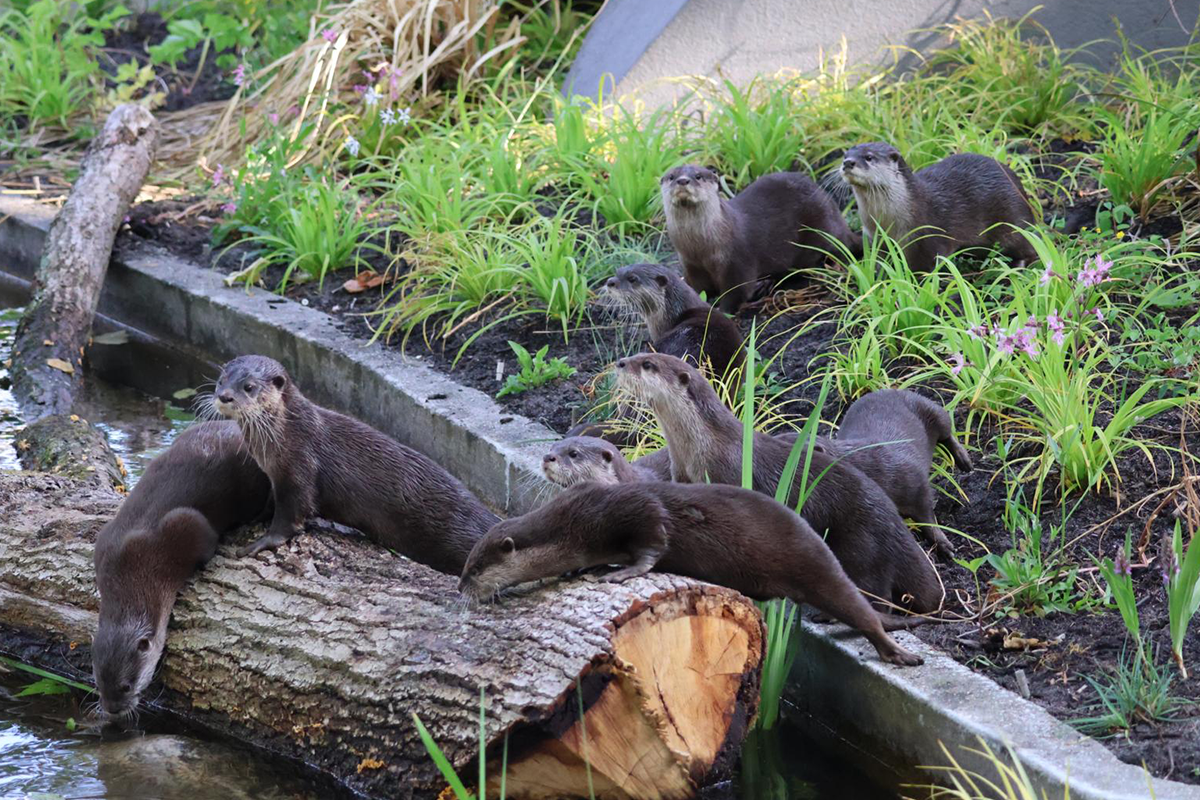 ARTIS-PARK Kind Ticket 3 t/m 12 jaar