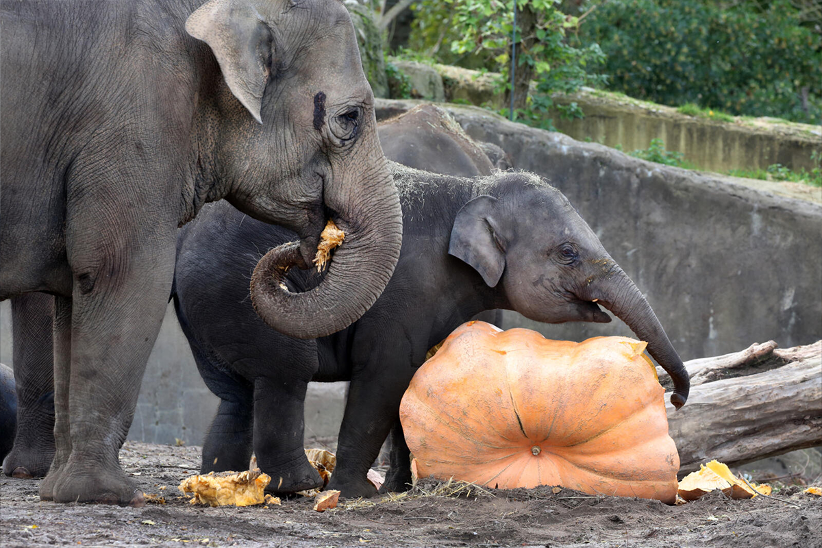 ARTIS-PARK Kind Ticket 3 t/m 12 jaar