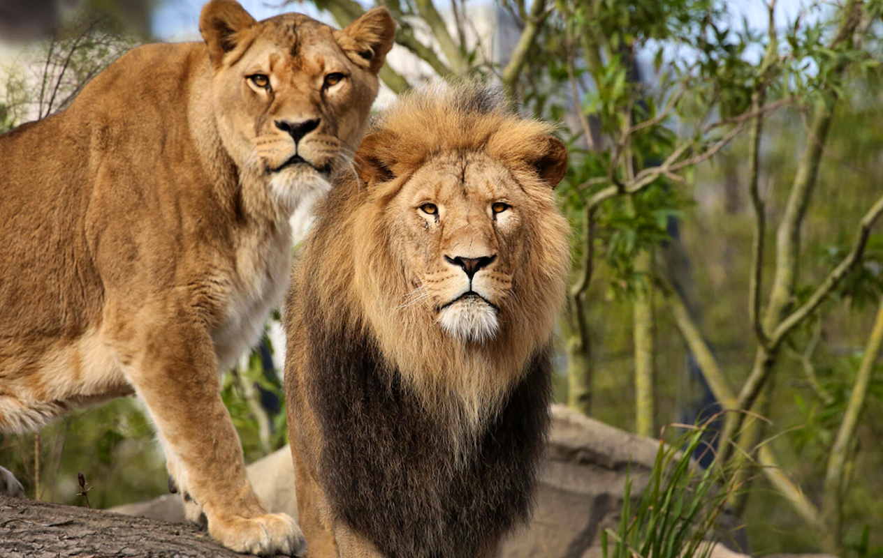 ARTIS-PARK Kind Ticket 3 t/m 12 jaar