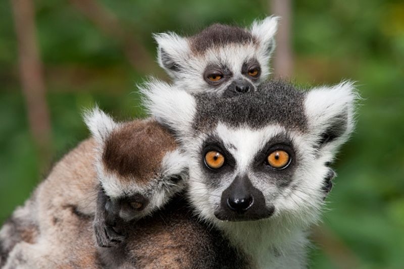 Entreeticket Zoo Veldhoven