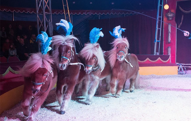 Kom naar Winter Wonder Circus in Tilburg! 