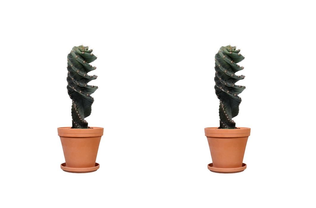 Koop de stoere Spiraalcactus!
