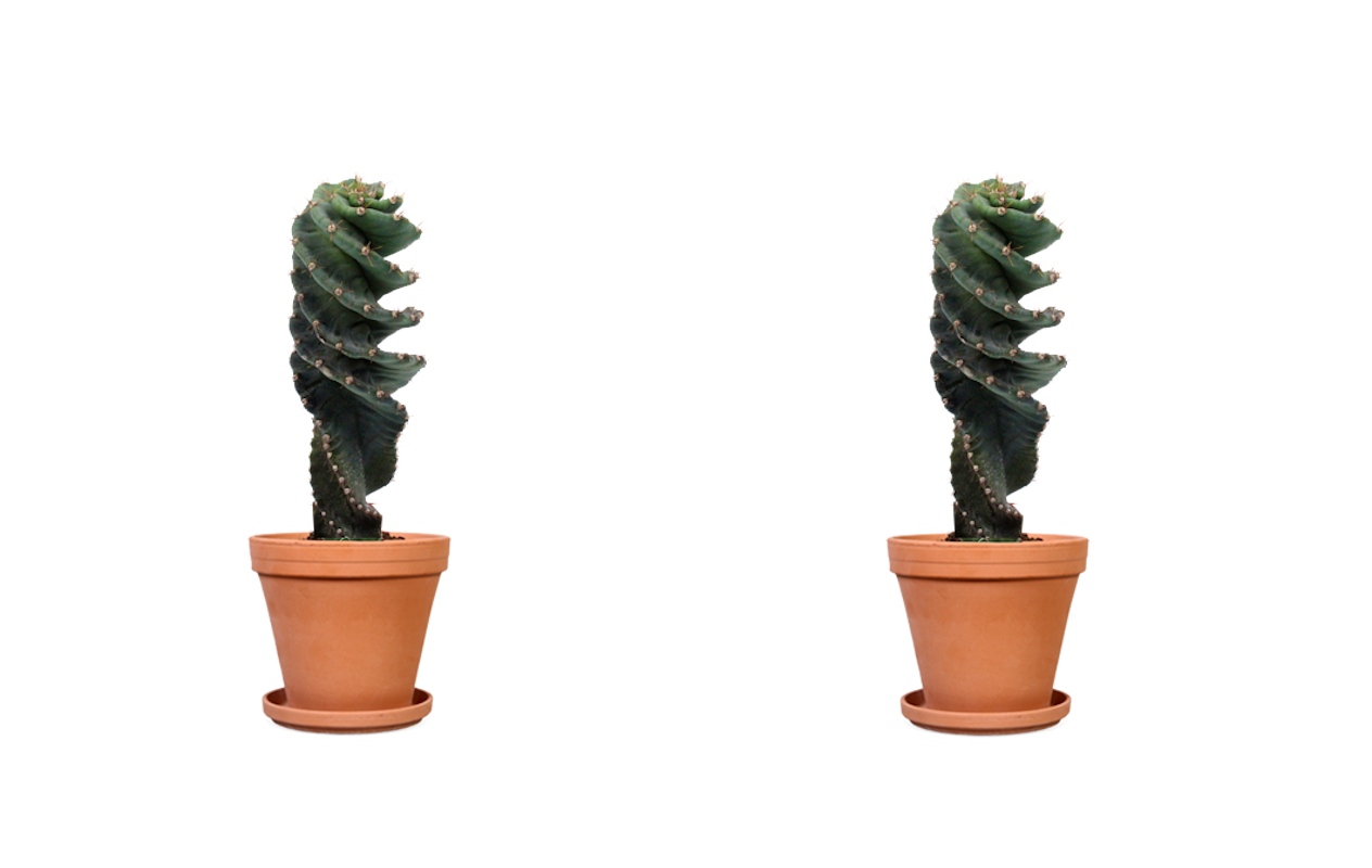 Koop de stoere Spiraalcactus!