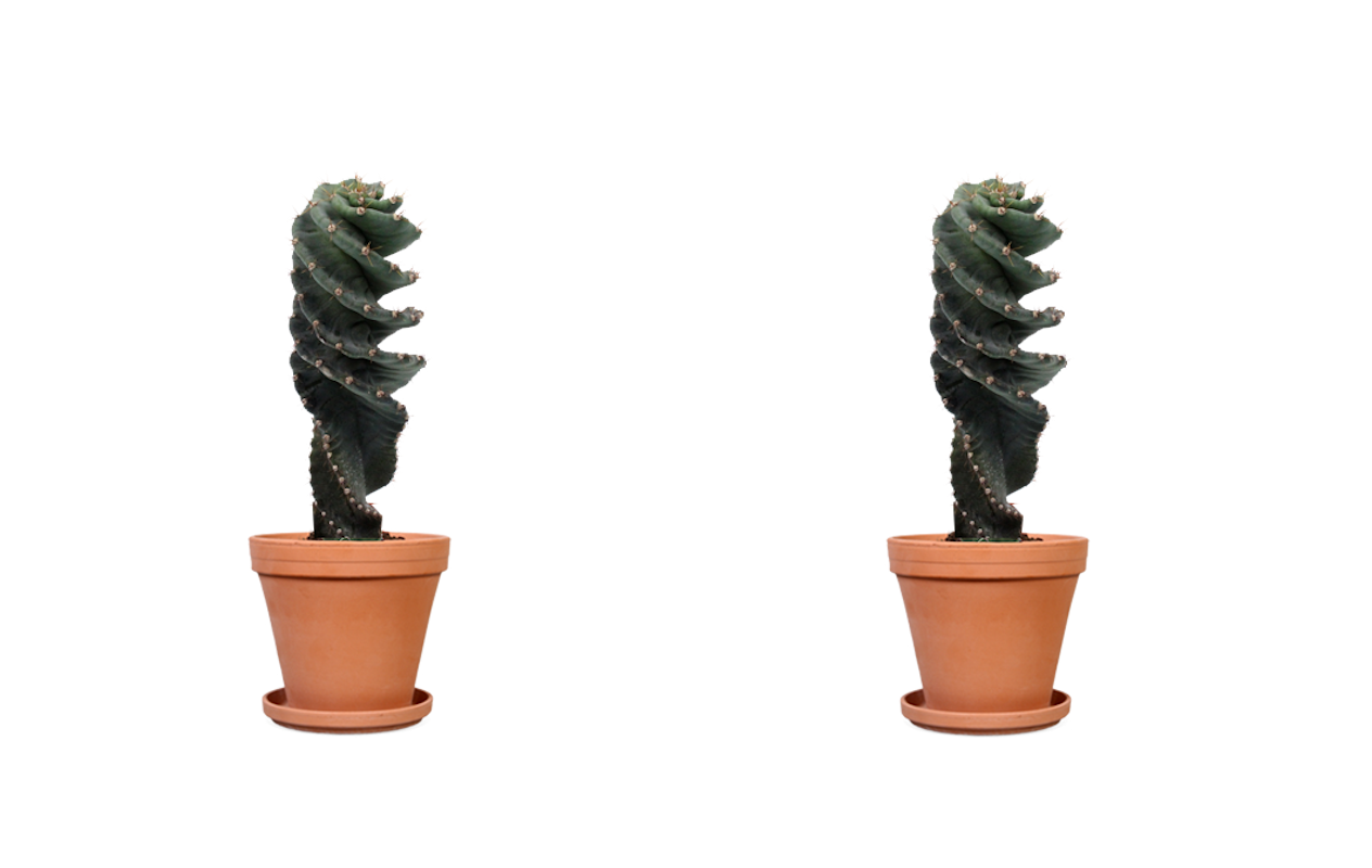 Koop de stoere Spiraalcactus!