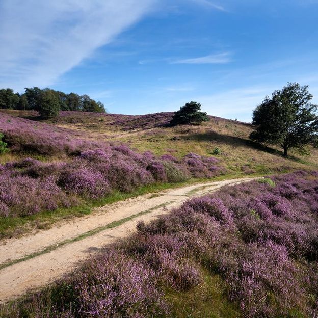 Verblijf op de Veluwe met directe toegang tot het bos | incl. 3-gangendiner