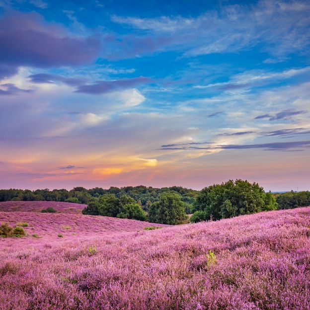 Verken de mooiste fietsroutes van Overijssel | Schilderachtige natuur en charmante Hanzesteden | incl. diner