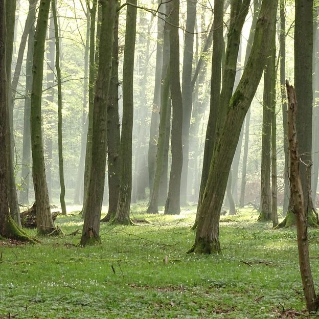 4-Daags verblijf in de sprookjesachtige stad Bad Bentheim | incl. dagelijks diner