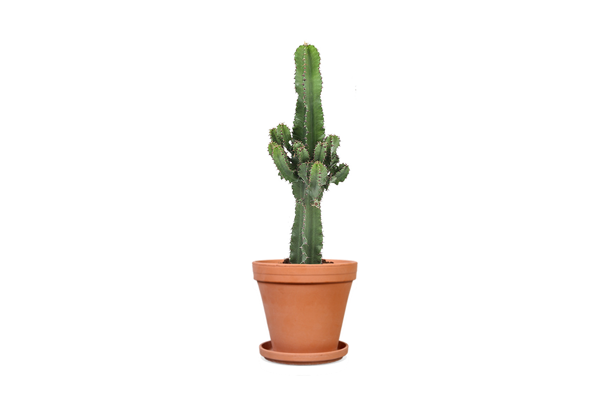 Maak je interieur hip met de Euphorbia Cactus!