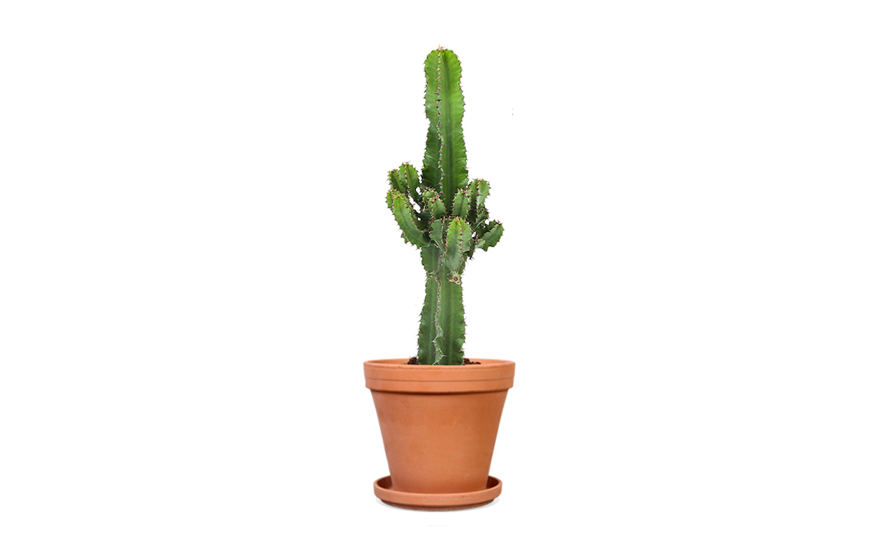 Maak je interieur hip met de Euphorbia Cactus!