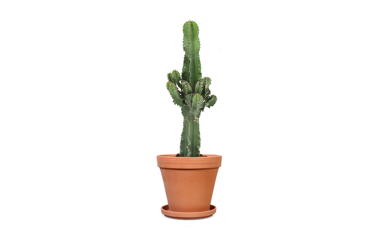 Maak je interieur hip met de Euphorbia Cactus!