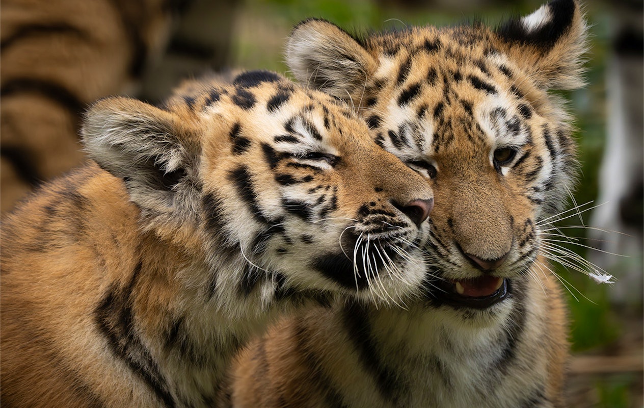 Verblijf in de vernieuwde accommodaties op Lake Resort Beekse Bergen