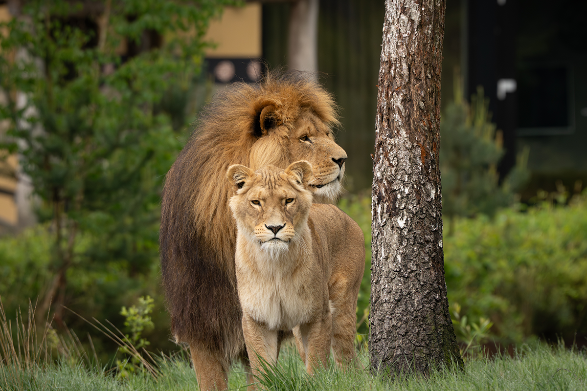 Verblijf op Vakantiepark Dierenbos incl. dagje uit naar keuze