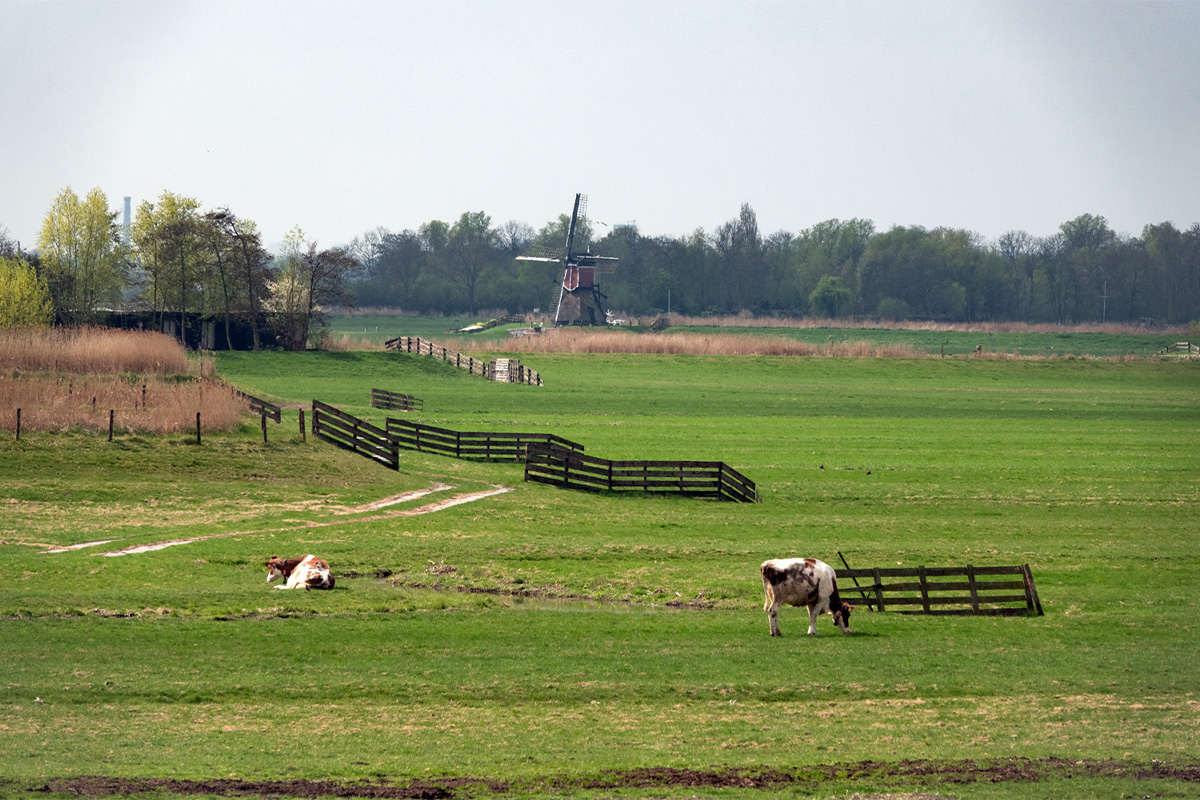 Windmill cruise on the Kagerplassen (1 hour)