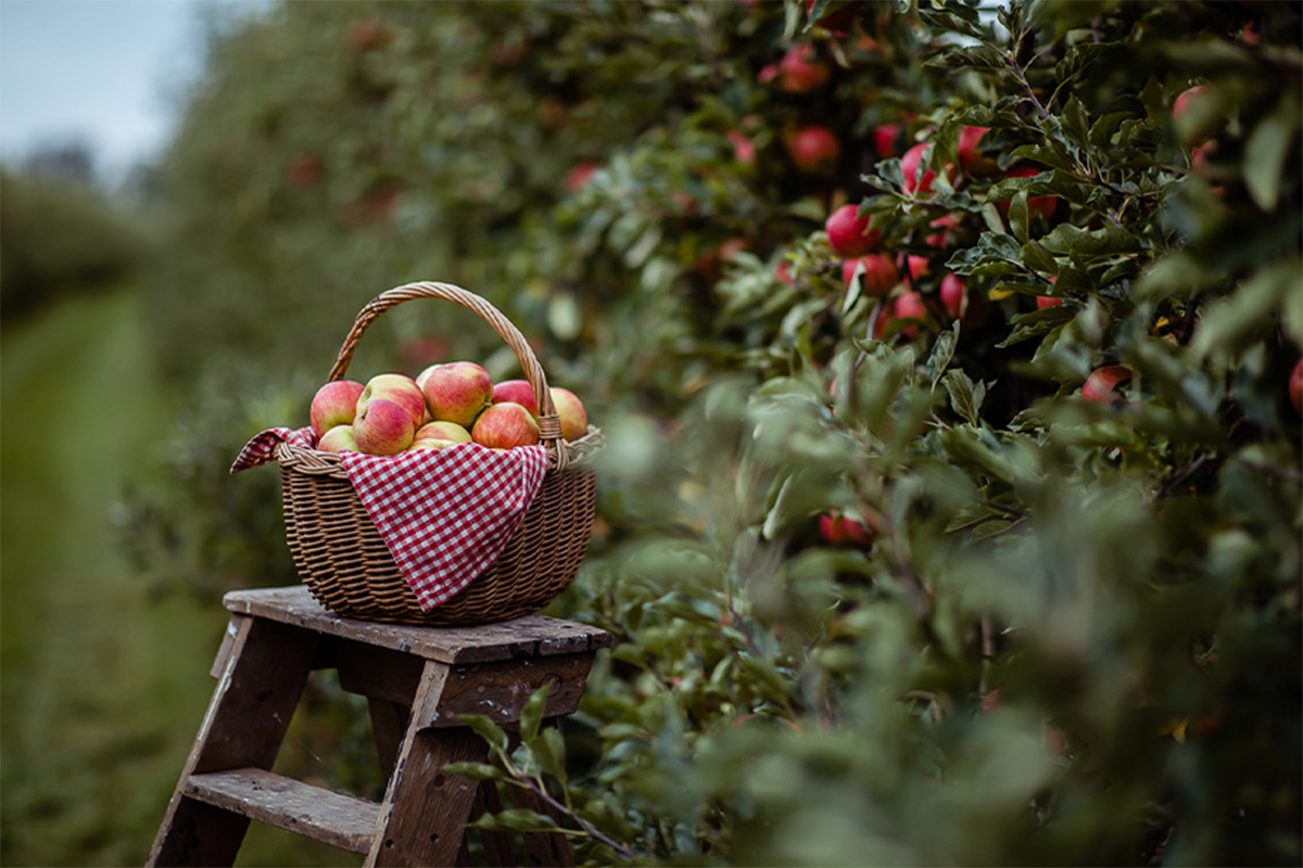 Oma's brievenbus-taart of cake naar keuze