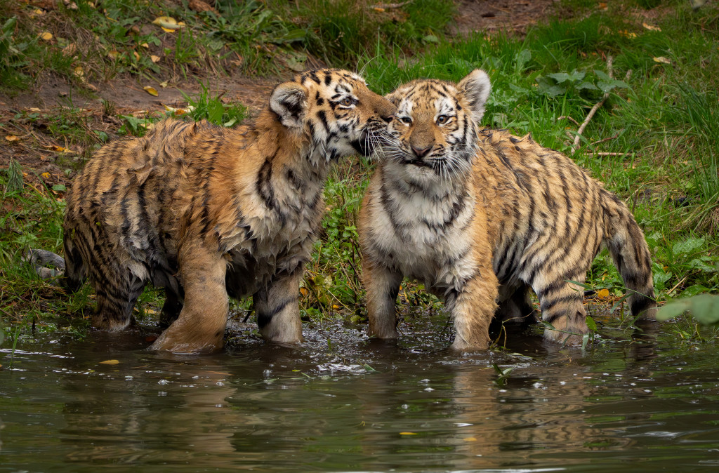 Weekend of midweek op Vakantiepark Dierenbos met toegang tot Beekse Bergen