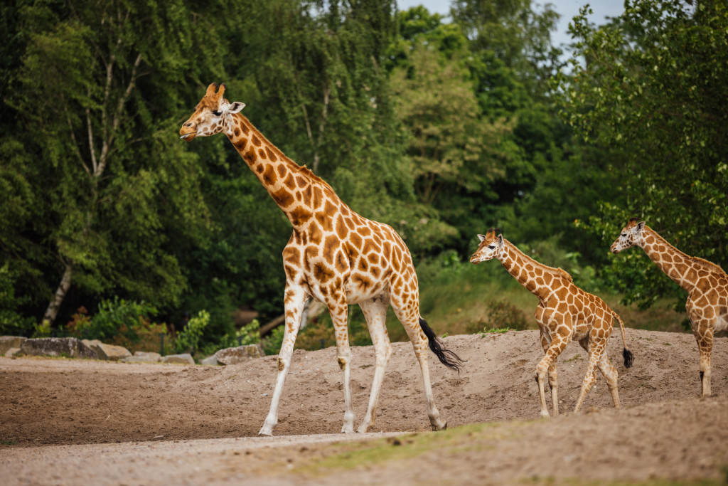 Weekend of midweek op Vakantiepark Dierenbos met toegang tot Beekse Bergen