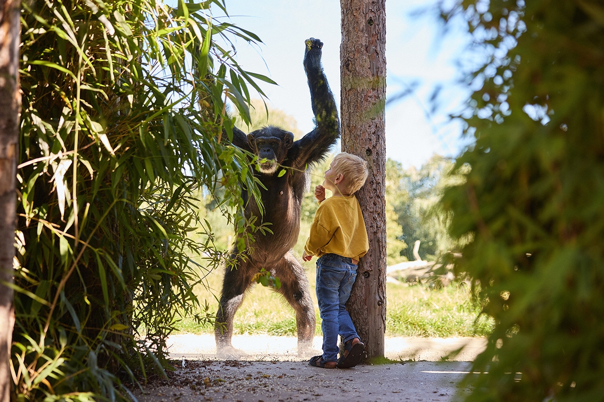 Verblijven op Vakantiepark Dierenbos inclusief AttractiePas
