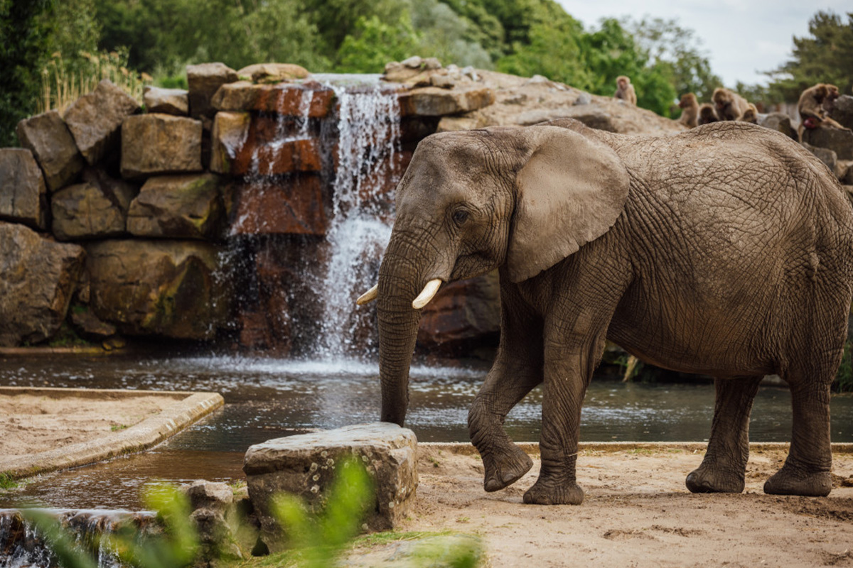 Bungalow Fazant NU tijdelijk te boeken tot 50% korting incl. vakanties!