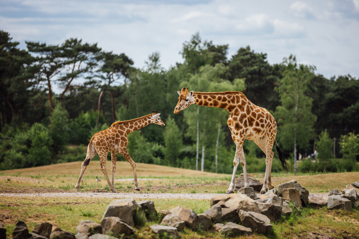 Bungalow Fazant NU tijdelijk te boeken tot 50% korting incl. vakanties!