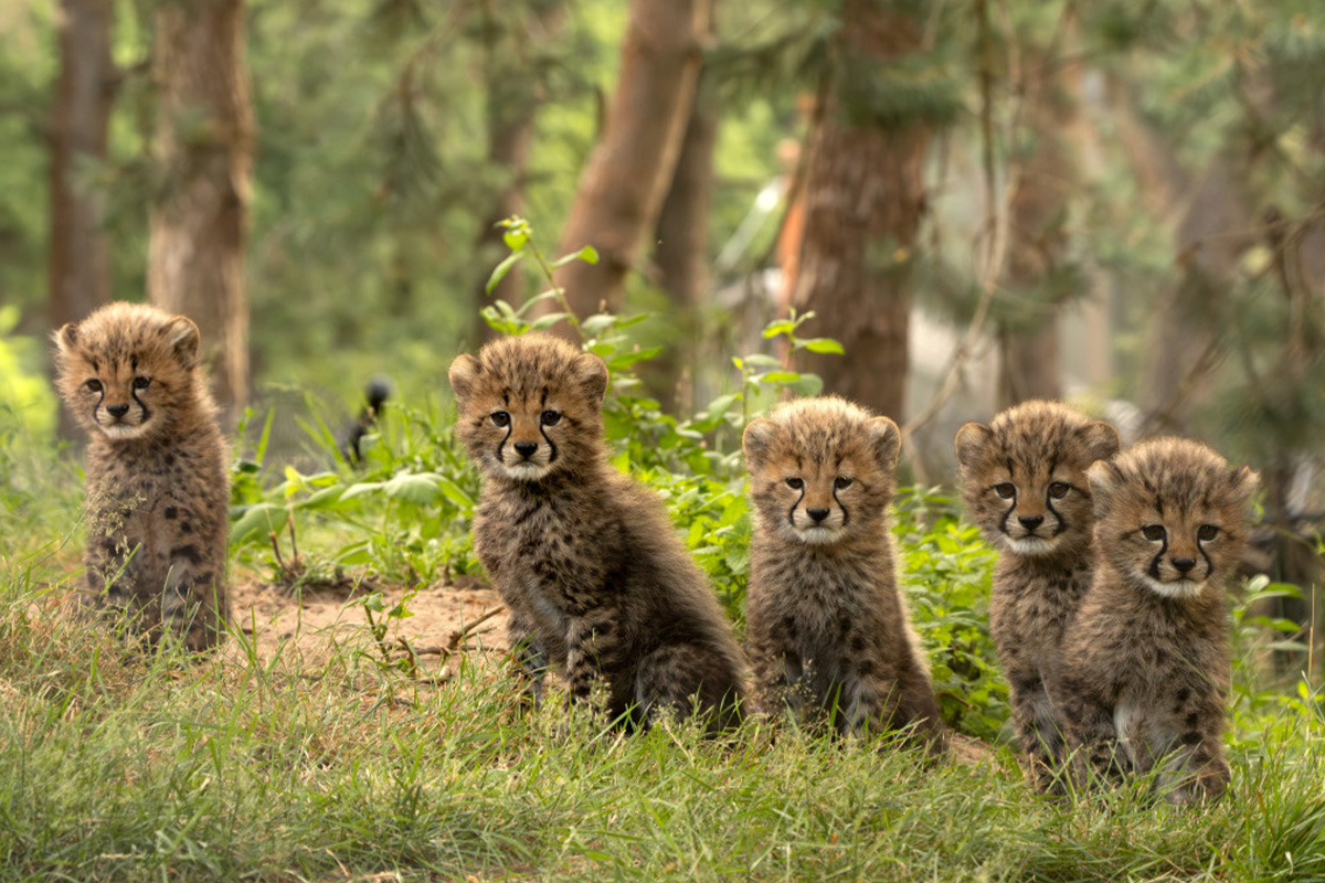 Bungalow Fazant NU tijdelijk te boeken tot 50% korting incl. vakanties!