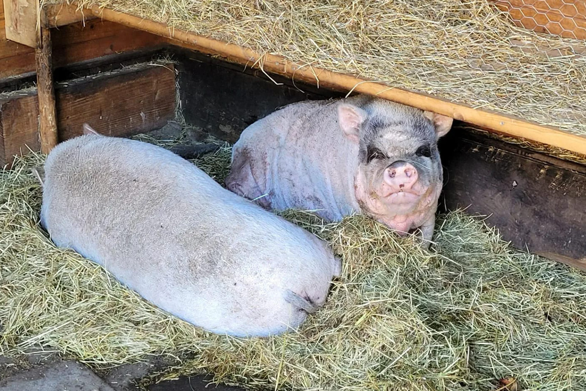Pannenkoek + soep of ijsje bij Pannenkoekenhuis De Boskabouter Nunspeet