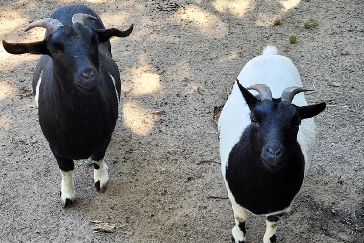 Pannenkoek + soep of ijsje bij Pannenkoekenhuis De Boskabouter Nunspeet