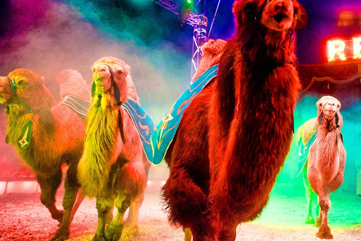 Parketticket Circus Renz Berlin