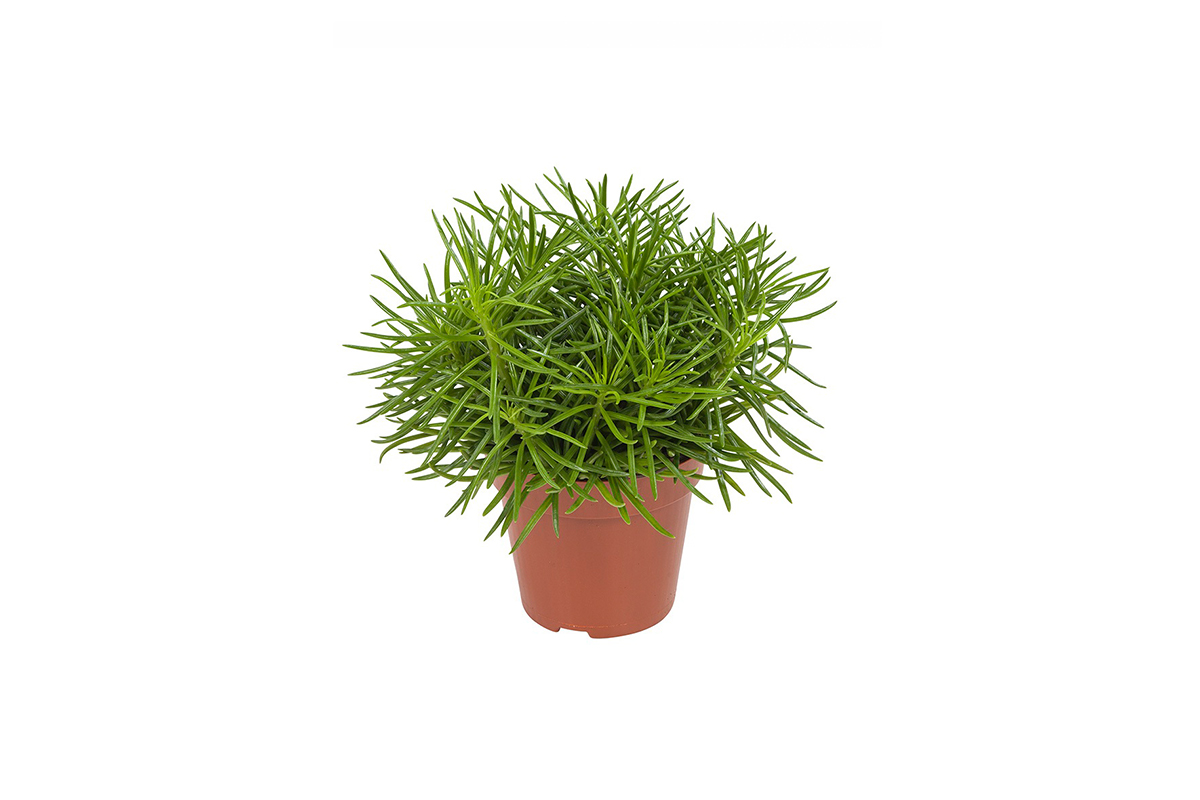 Perfecte mix van 4 verschillende groene planten! 