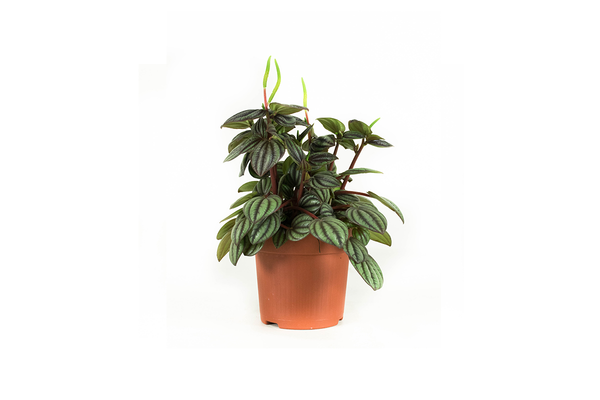 Perfecte mix van 4 verschillende groene planten! 