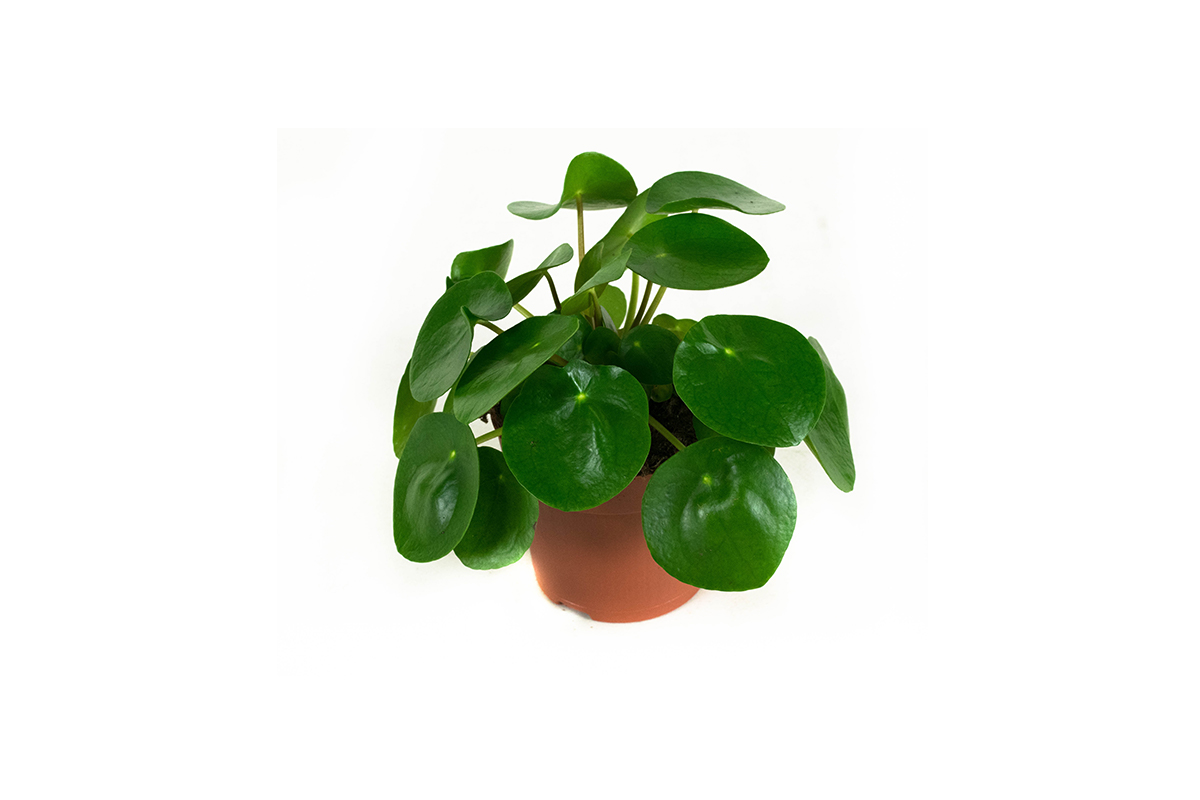 Perfecte mix van 4 verschillende groene planten! 