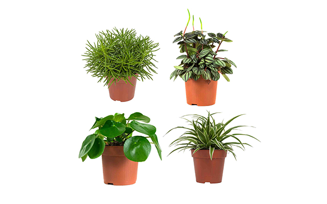 Perfecte mix van 4 verschillende groene planten! 