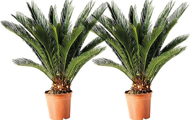 2 King Sago Palmvarens