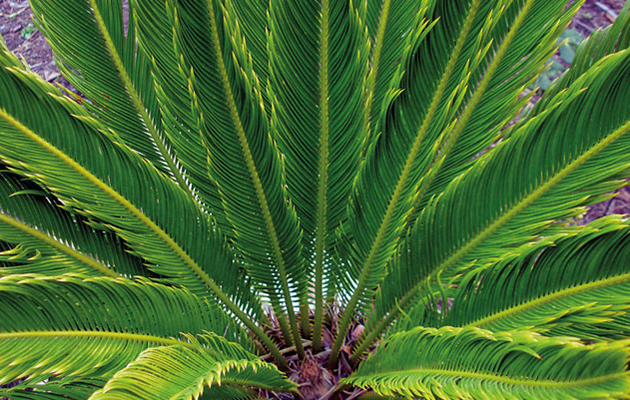 2 King Sago Palmvarens