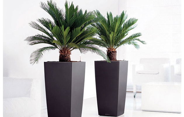 2 King Sago Palmvarens