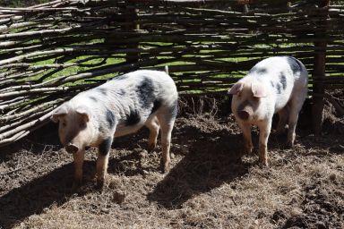 Rondleiding en luxe ontbijt bij Slot Schaesberg