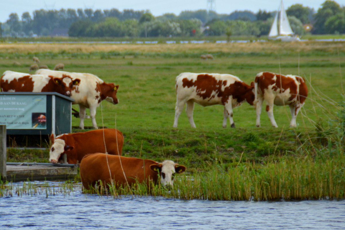 Rondvaart door het Groene Hart vanuit Leiderdorp 