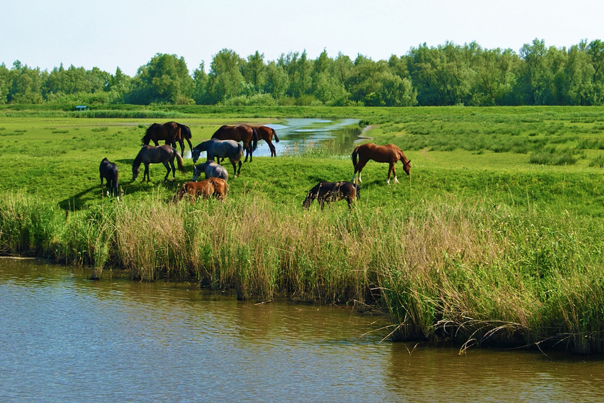 Rondvaart van 2 uur door de Biesbosch