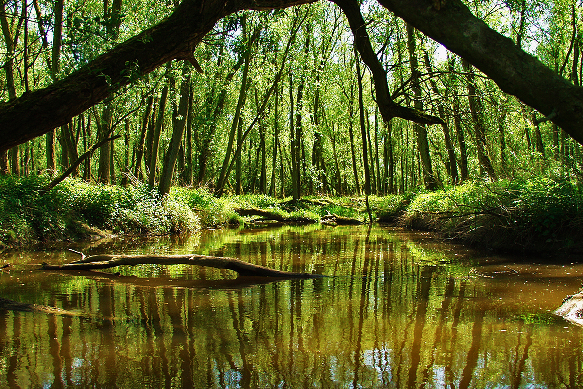 Rondvaart van 2 uur door de Biesbosch