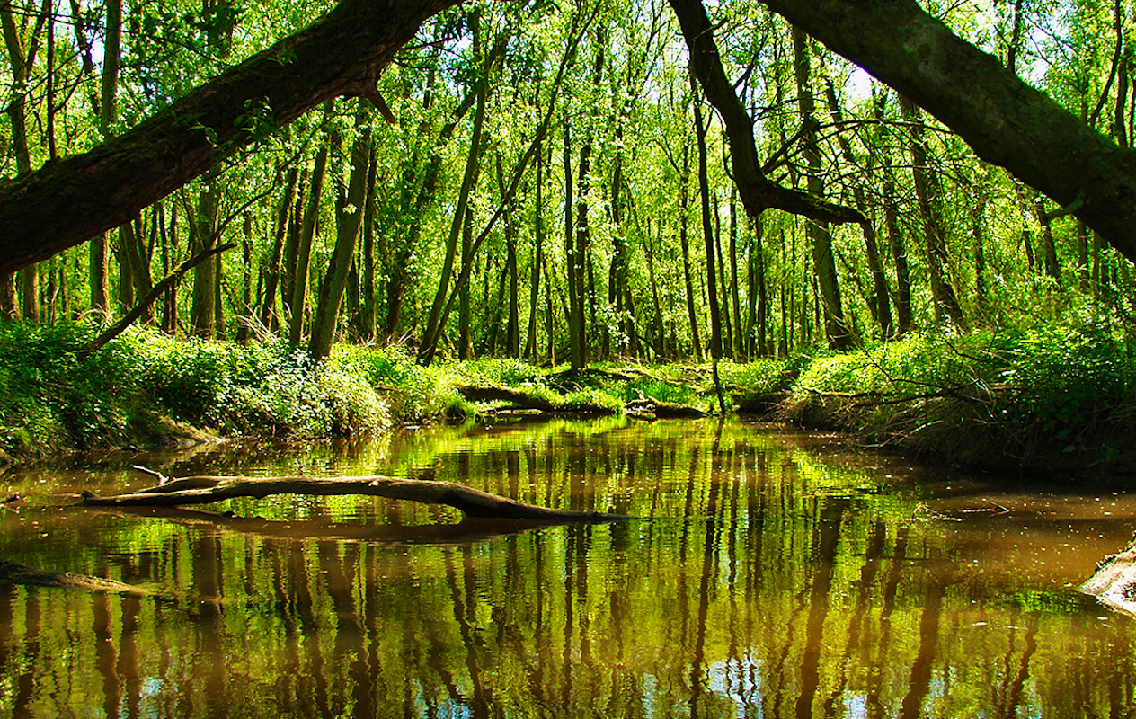 Rondvaart van 2 uur door de Biesbosch