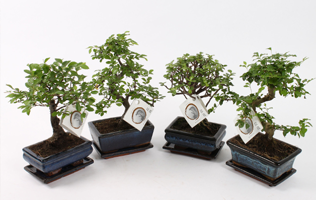 Set van 2 Bonsai boompjes 