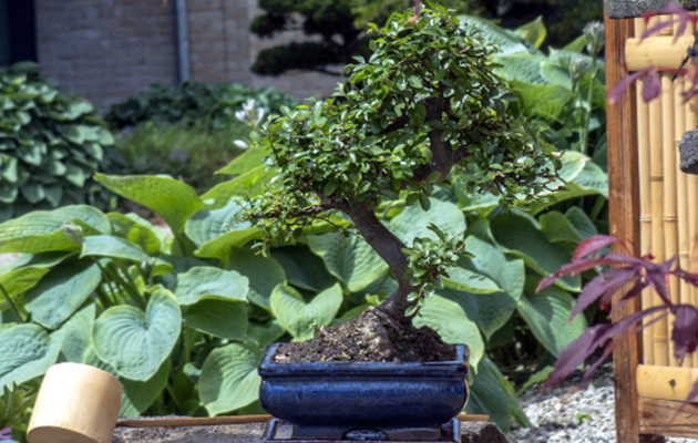 Set van 2 Bonsai boompjes 