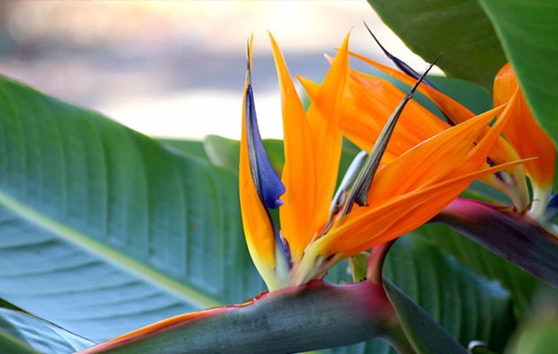 Set van 2 paradijsvogelplanten