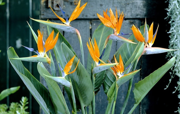 Set van 2 paradijsvogelplanten