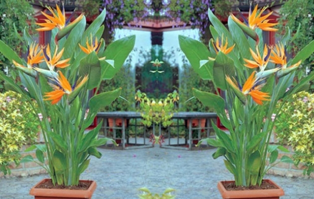 Set van 2 paradijsvogelplanten