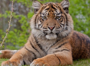 Ontmoet jouw favoriete dieren bij Burger's Zoo!