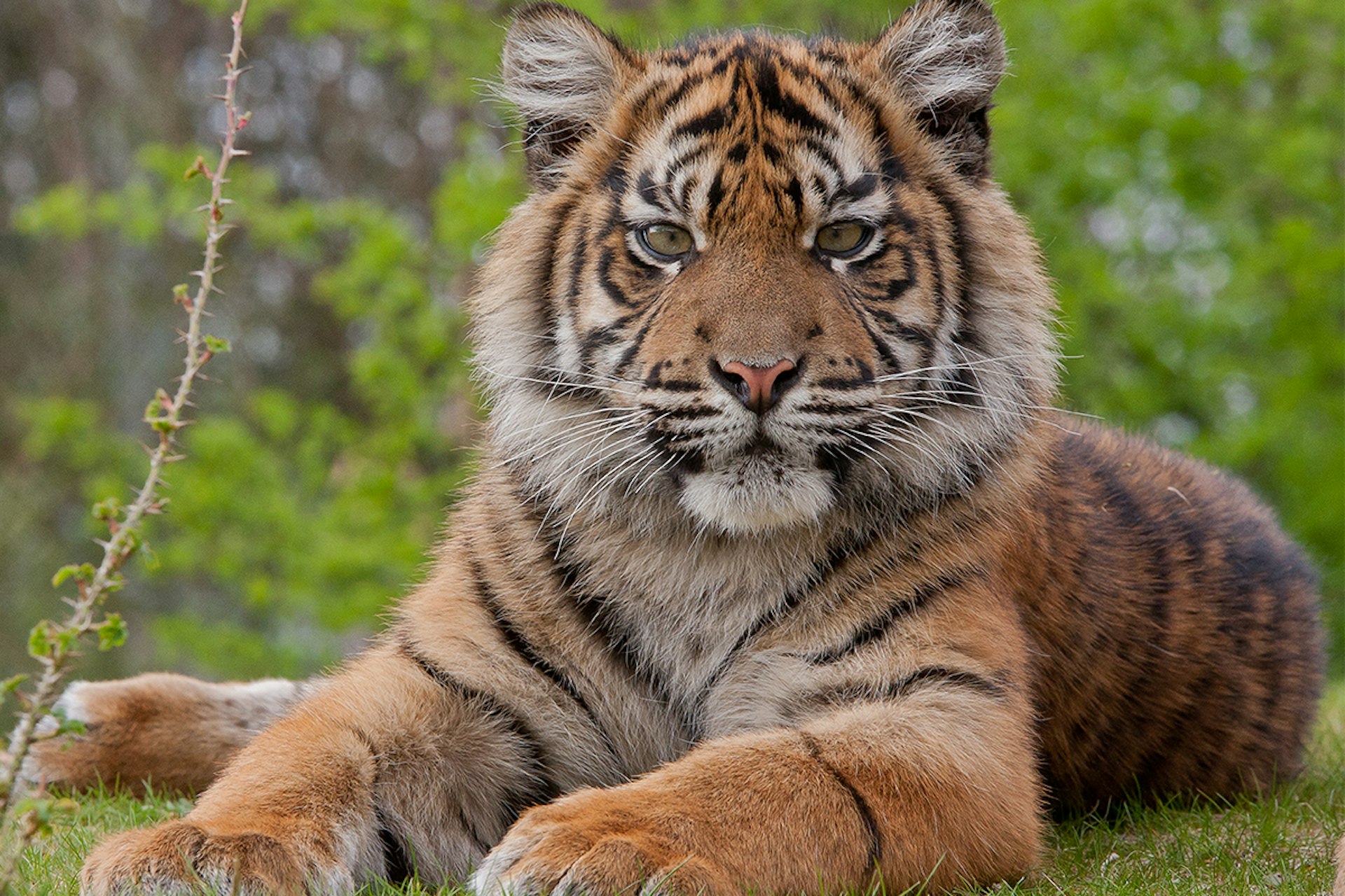 Ontmoet jouw favoriete dieren bij Burger's Zoo!